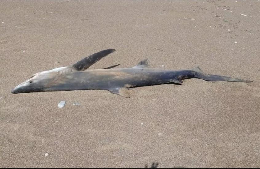Κισάμος: Ξεβράστηκε νεκρό καρχαριοειδές στην ακτή