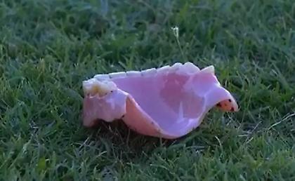 Ρεπόρτερ στη Βραζιλία χτυπήθηκε από μασέλα οπαδού!