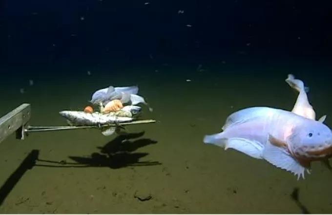 Εντοπίστηκε ψάρι σε βάθος - ρεκόρ 8.336 μέτρων