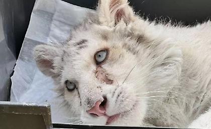 Εντός των επομένων ωρών η απόφαση για το λευκό τιγράκι