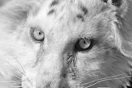 Ευθανασία στο λευκό τιγράκι: «Η μικρή Χασίγια έφυγε σήμερα ανώδυνα»