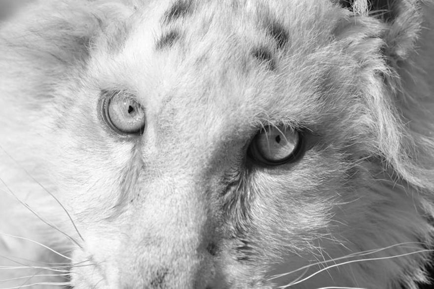 Ευθανασία στο λευκό τιγράκι