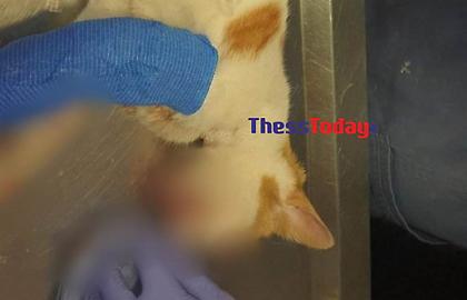 Κτηνωδία στη Θεσσαλονίκη: Kλώτσησε στο κεφάλι γατάκι που πλησίασε για να το χαϊδέψει-Έμεινε τυφλό