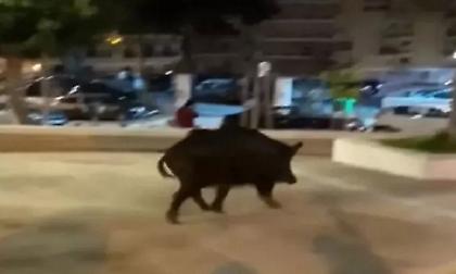 Χαλαρό και… τεράστιο αγριογούρουνο έκοβε βόλτες στην Άνω Τούμπα!