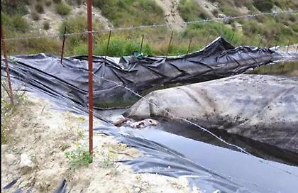 Πάτρα: Εικόνες φρίκης με νεκρά ζώα – Υγειονομική βόμβα στα Μοιραίικα