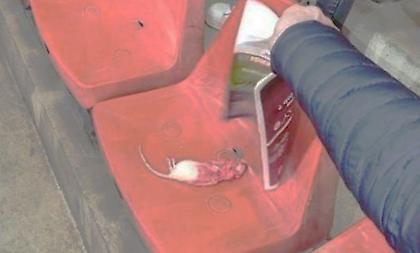 Αποτροπιασμός στο Βέλγιο: Οπαδοί πέταξαν νεκρούς αρουραίους στους αντίπαλους τους!