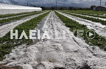 Σφοδρή χαλαζόπτωση στην Ηλεία - Σε απόγνωση οι αγρότες από τις καταστροφές στις καλλιέργειες
