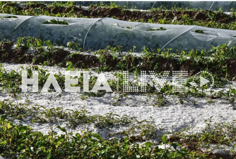 Ηλεία: Καταστράφηκαν καλλιέργειες