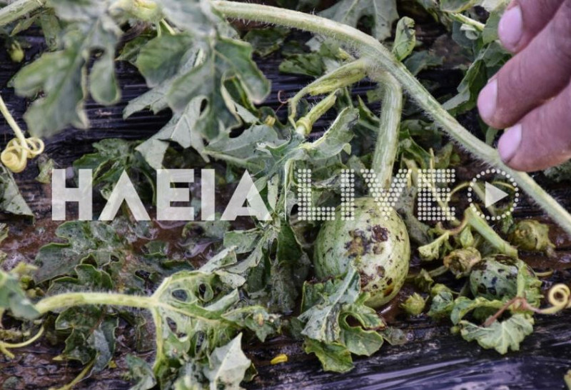 Ηλεία: Καταστράφηκαν καλλιέργειες