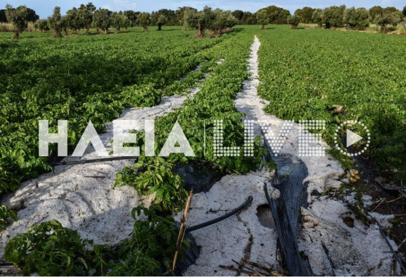 Ηλεία: Καταστράφηκαν καλλιέργειες