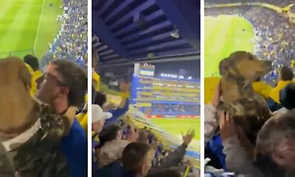 Επικός σκύλος-ultra της Μπόκα Τζούνιορς έγινε viral χοροπηδώντας στην κερκίδα!