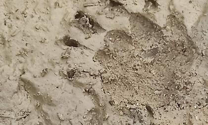 Αρκούδα πήγε.. βόλτα στην παραλία Νταμούχαρη στο Πήλιο - Προηγουμένως είχε καταβροχθήσει κουνέλια