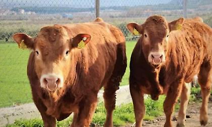 Έκλεψε 19 μοσχάρια μαζί με τις ζωοτροφές τους και τα μετέφερε στο αγρόκτημά του στη Λάρισα