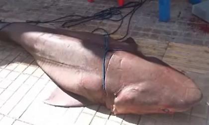 Kαρχαρίας 300 κιλών πιάστηκε στα δίχτυα ψαράδων στην Ιεράπετρα!