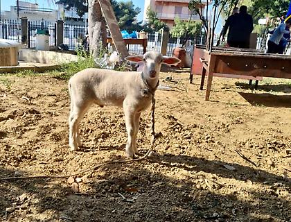 Κερατσίνι: Πήγαν αρνάκι για σφαγή και ψήσιμο σε προαύλιο χώρο εκκλησίας γιατί είχαν κάνει «τάμα»