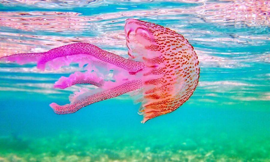 Τι θα γίνει με τις μέδουσες στις ελληνικές θάλασσες το φετινό καλοκαίρι;