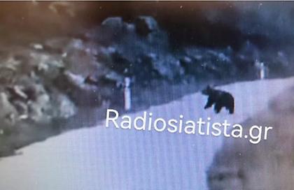 Αντιμέτωπος με πέντε αρκούδες οδηγός λίγο έξω από τη Σιάτιστα Κοζάνης- Η απίστευτη αντίδρασή του