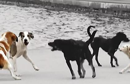 Αγέλη αδέσποτων σκύλων επιτέθηκε σε γυναίκα στο Βόλο - Τη δάγκωσαν και έσκισαν τα ρούχα της