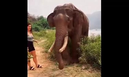 Πεινασμένος ελέφαντας πέταξε σαν «παιχνίδι» τουρίστρια όταν του έκανε πλάκα
