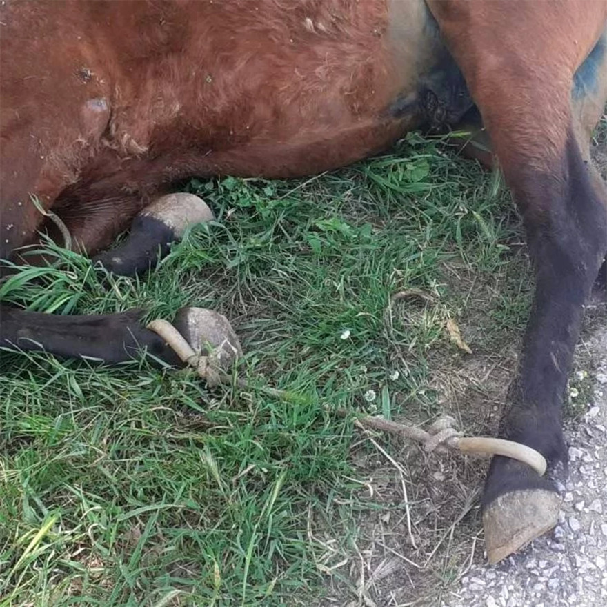 Τζια: Άλογο παστουρωμένο κρεμόταν σε πλαγιά λόγω εξάντλησης