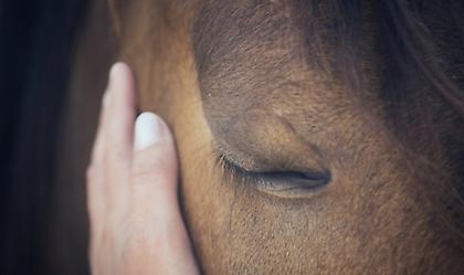 Kακοποίηση αλόγου στην Τζια - Συνελήφθη ο ιδιοκτήτης