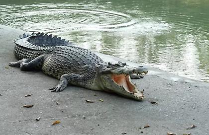 Αυστραλία: Η σορός αγννούμενου ψαρά βρέθηκε μέσα σε κροκόδειλο