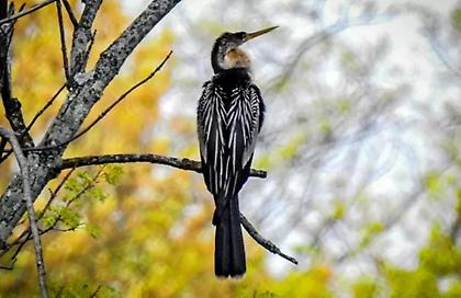 «Devil Bird»: Ένα παράξενο πουλί εμφανίστηκε στη Νέα Υόρκη