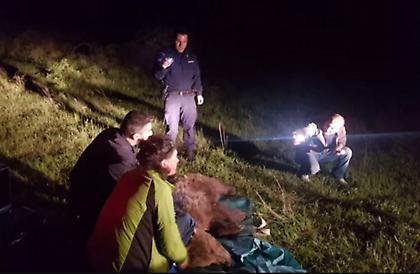 Αρκούδα πιάστηκε σε παράνομη θηλιά και μάσησε σχεδόν όλο τον κορμό δέντρου για να απελευθερωθεί!