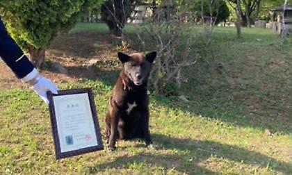 Σκύλος-ήρωας έσωσε 50χρονο από καρδιακό επεισόδιο