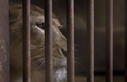 Κένυα: Το γηραιότερο λιοντάρι της χώρας σκοτώθηκε από κτηνοτρόφους Μασάι