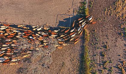 Θανατηφόρα νόσος που πλήττει τα βοοειδή εντοπίστηκε σε περιοχές της νότιας Ευρώπης