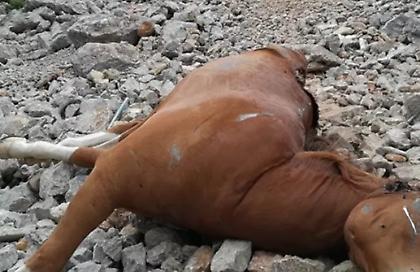 Φρίκη με τα νεκρά άλογα σε γκρεμό στην Πάρνηθα – Τα πέταξαν ζωντανά οι ιδιοκτήτες τους (βίντεο)