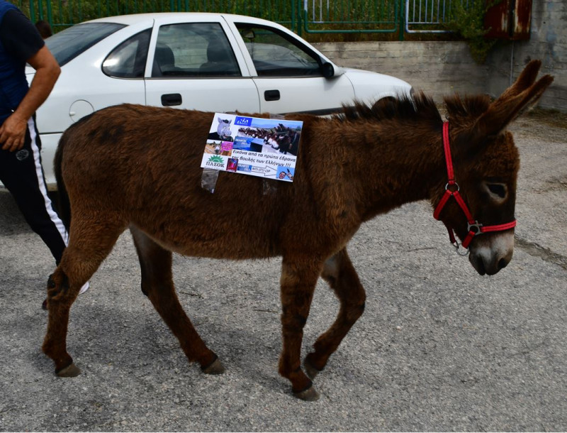 Ναύπλιο: Πήγε να ψηφίσει καβάλα στο άλογο
