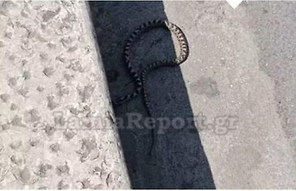 Φίδι «έκοβε» βόλτες σε κεντρική πλατεία της Λαμίας