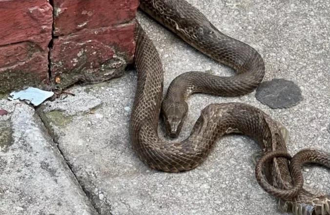 Αγρίνιο: Φίδι προκάλεσε πανικό
