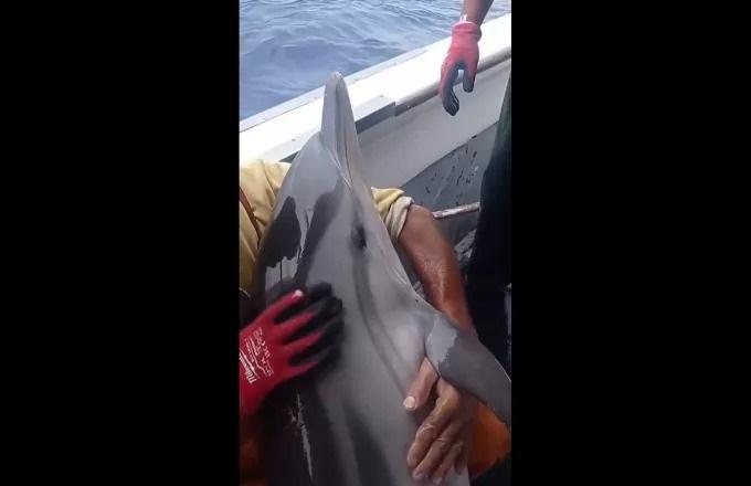 Συγκινητική απελευθέρωση δελφινιού από καΐκι