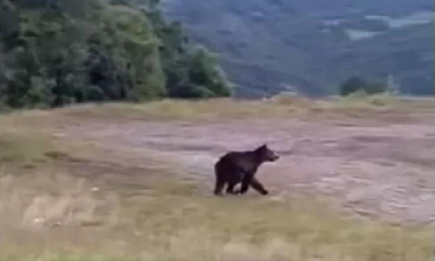 Γρεβενά: Αρκούδα έκοβε βόλτες σε στάση ΚΤΕΛ