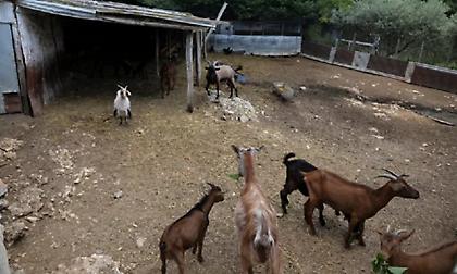 Ανατροπή στην υπόθεση θανάτου της 68χρονης στην Καβάλα: Μπορεί να τη σκότωσε το κριάρι της