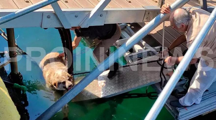 Καβάλα: Άνδρας κλώτσησε στη θάλασσα αδέσποτο σκύλο