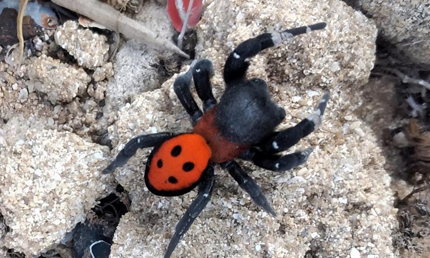 Αράχνη-πασχαλίτσα: Εμφανίστηκε στη Γαύδο