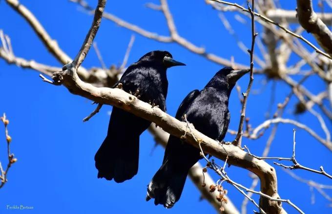 Τα κοράκια έκαναν «απόβαση» στην Καρδίτσα