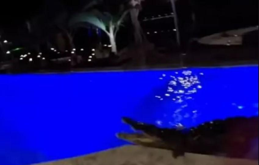 Φλόριντα: Βρήκαν... κροκόδειλο να κολυμπά στην πισίνα τους!