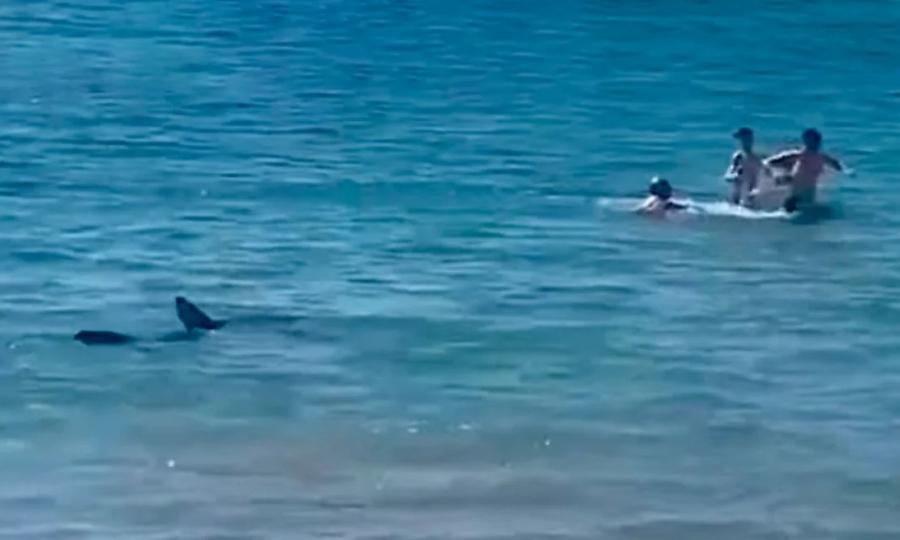 Καρχαρίας εμφανίστηκε σε παραλία της Ισπανίας και σκόρπισε τρόμο