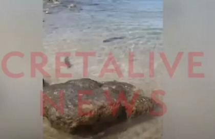 Κρήτη: Βγήκε το καρχαριάκι εκεί που... σκάει το κύμα - Δείτε βίντεο
