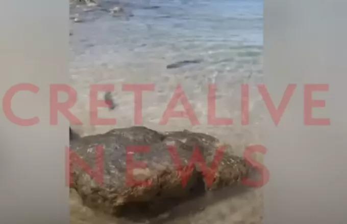 Κρήτη: Βγήκε το καρχαριάκι εκεί που... σκάει το κύμα