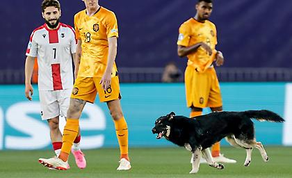 Σκύλος μπούκαρε στο Γεωργία-Ολλανδία και οι παίκτες προσπαθούσαν να τον απομακρύνουν!