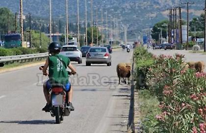 Λαμία: Βγήκαν τα πρόβατα στην… εθνική