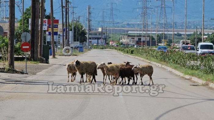 Λαμία: Βγήκαν τα πρόβατα στην… εθνική