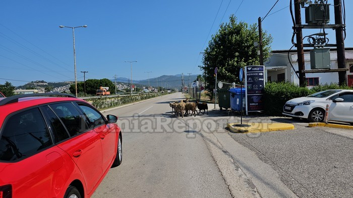 Λαμία: Βγήκαν τα πρόβατα στην… εθνική