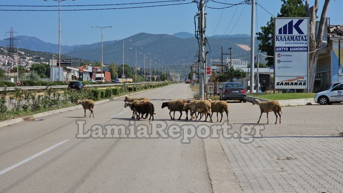 Λαμία: Βγήκαν τα πρόβατα στην… εθνική